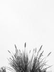 野草