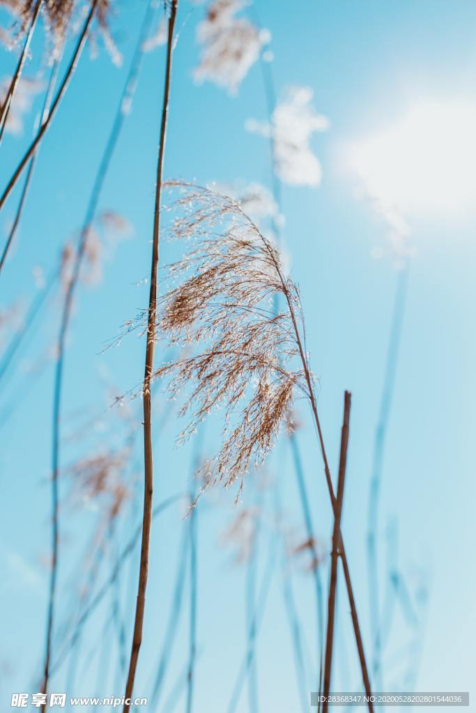 野草