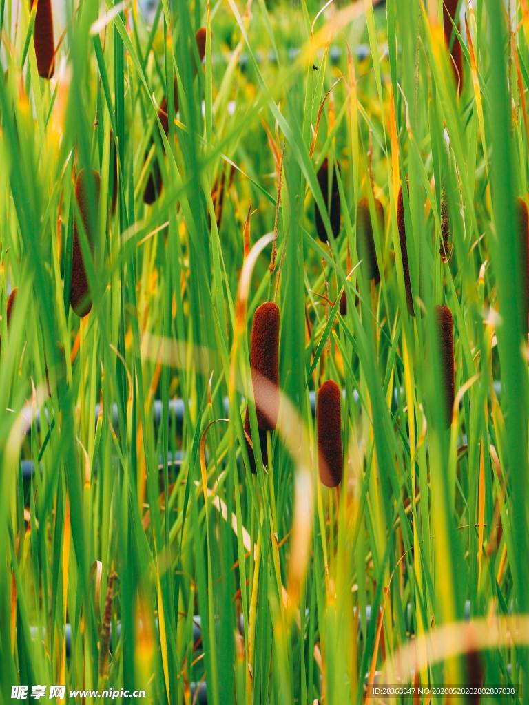 野草