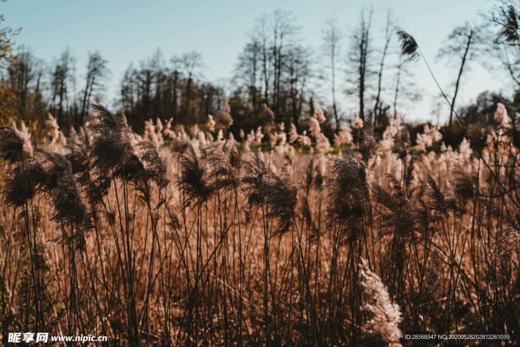 野草