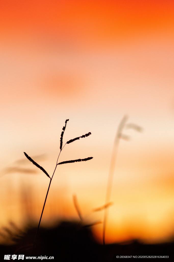 野草