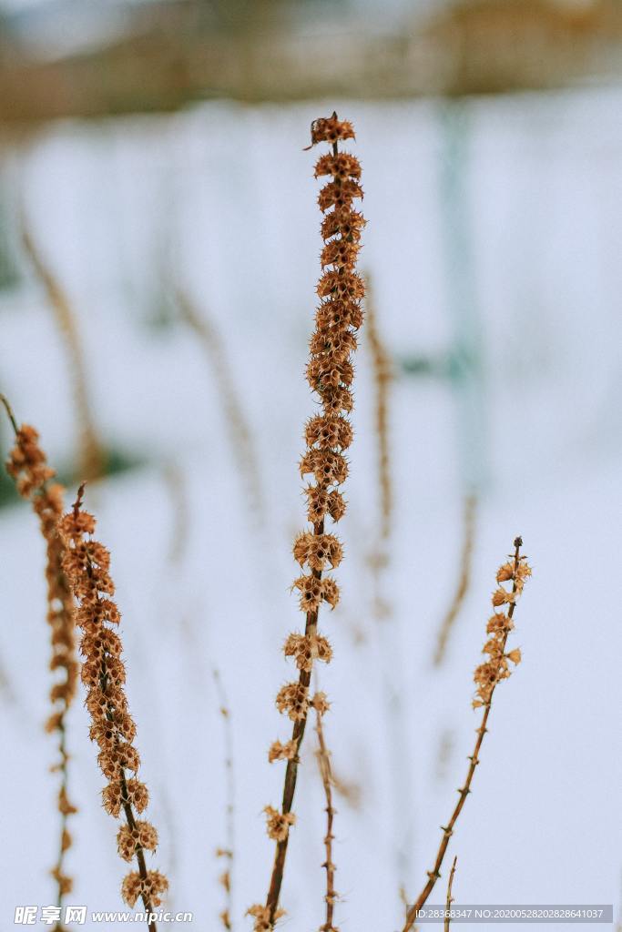 野草