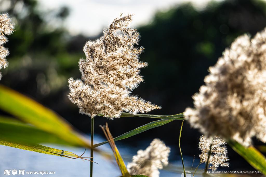 野草