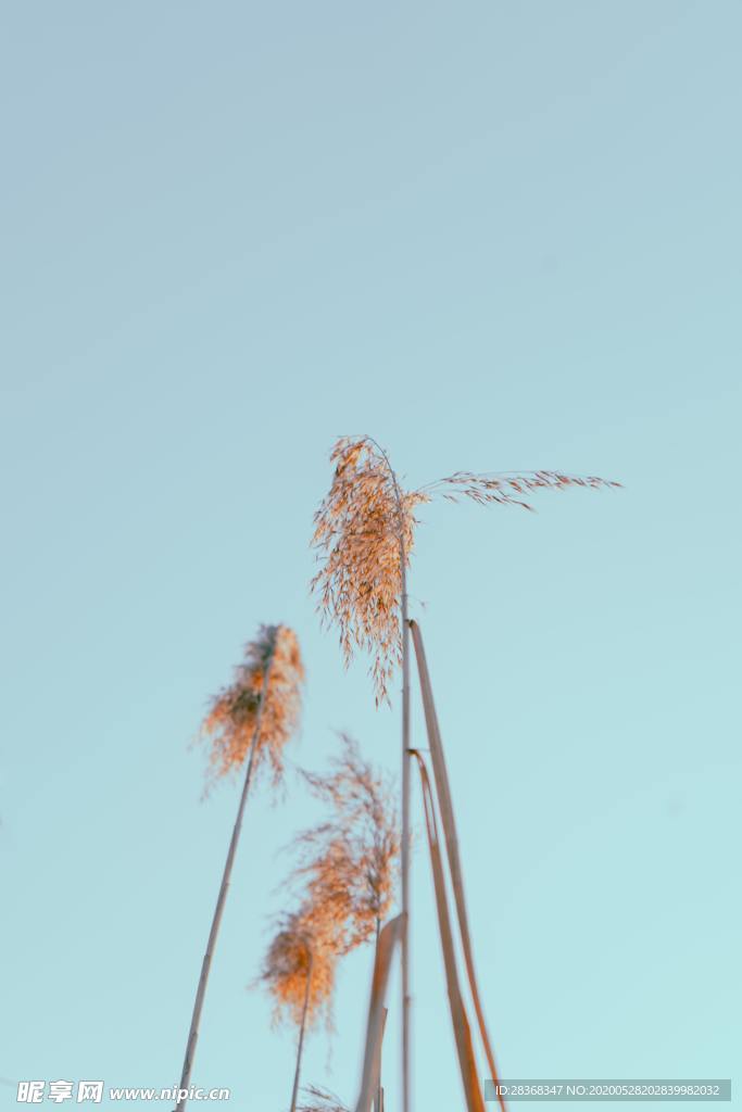 野草