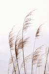 野草