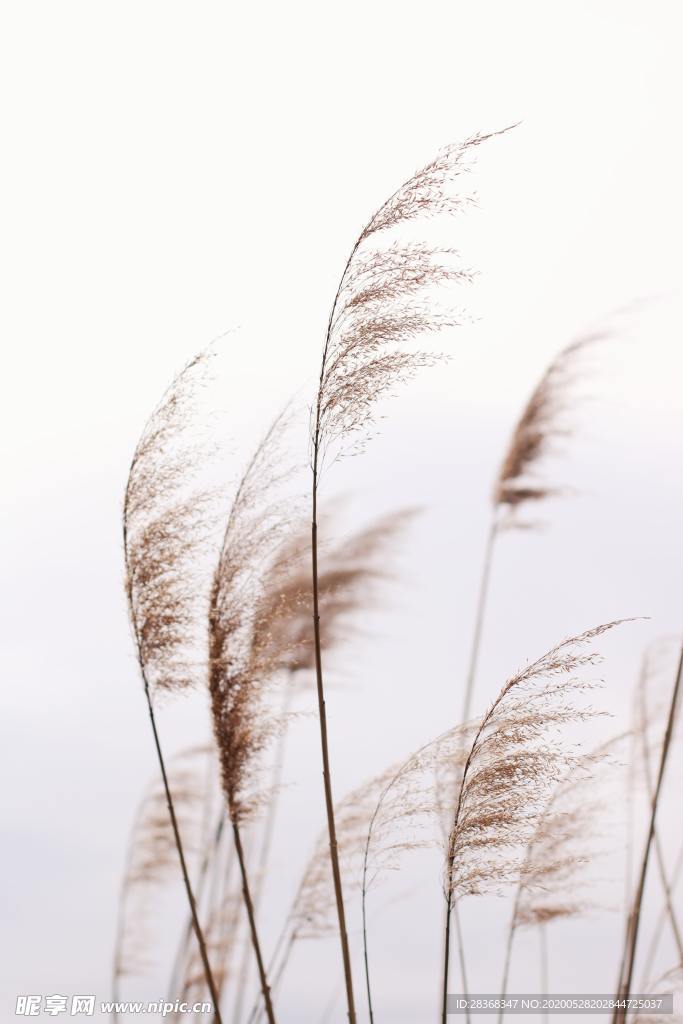 野草