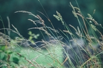 野草