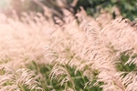 野草