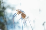 野草
