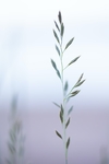 野草