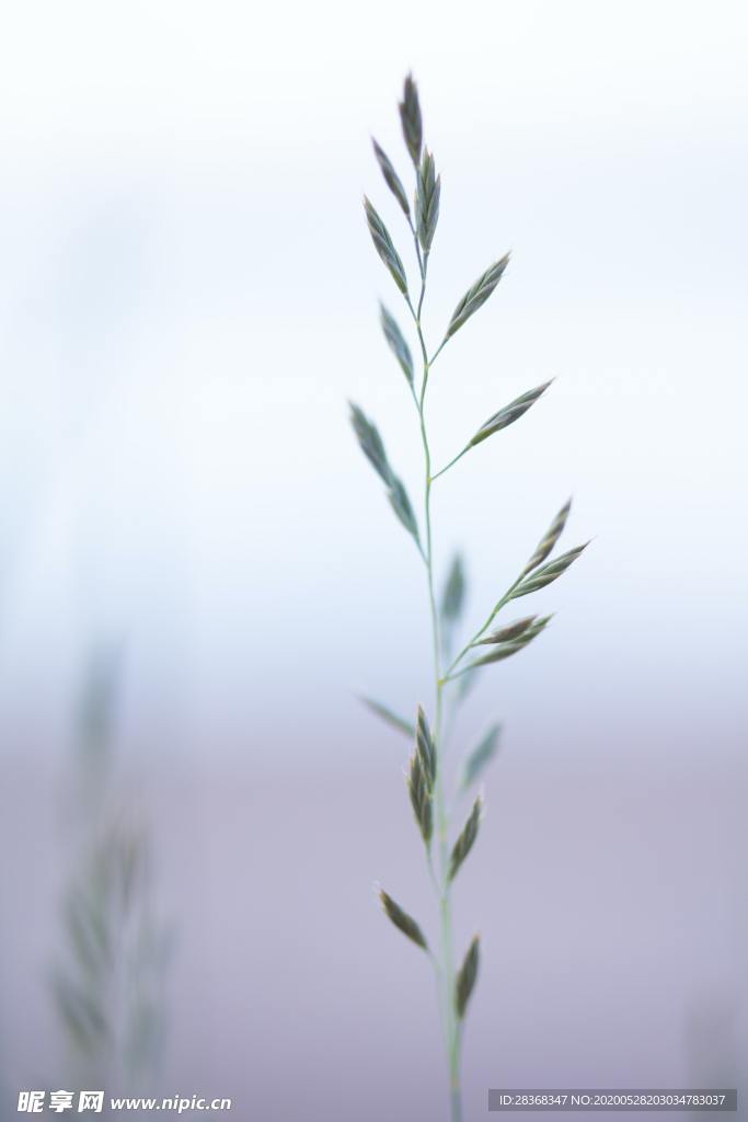 野草
