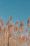 野草