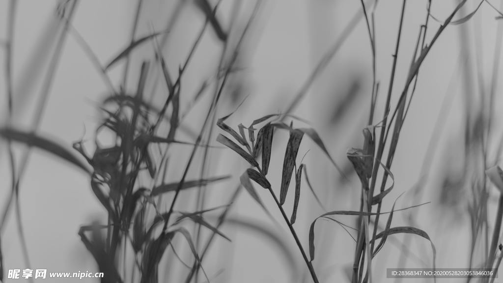 野草