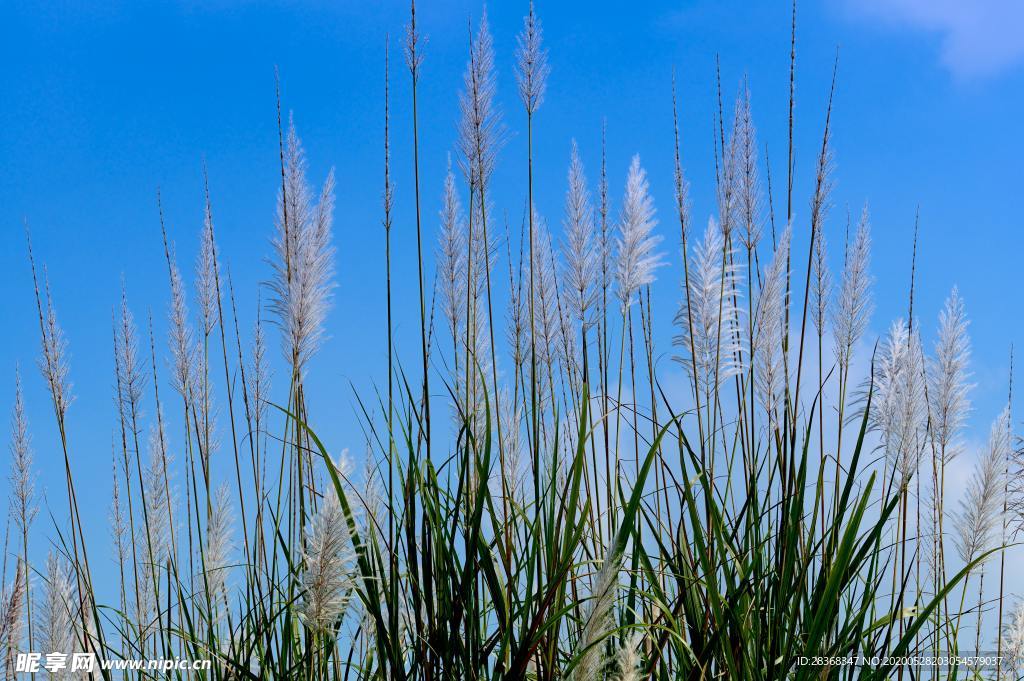 野草