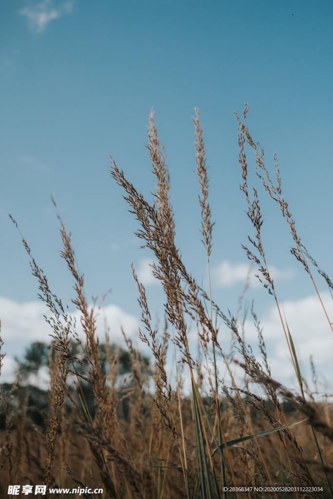 野草