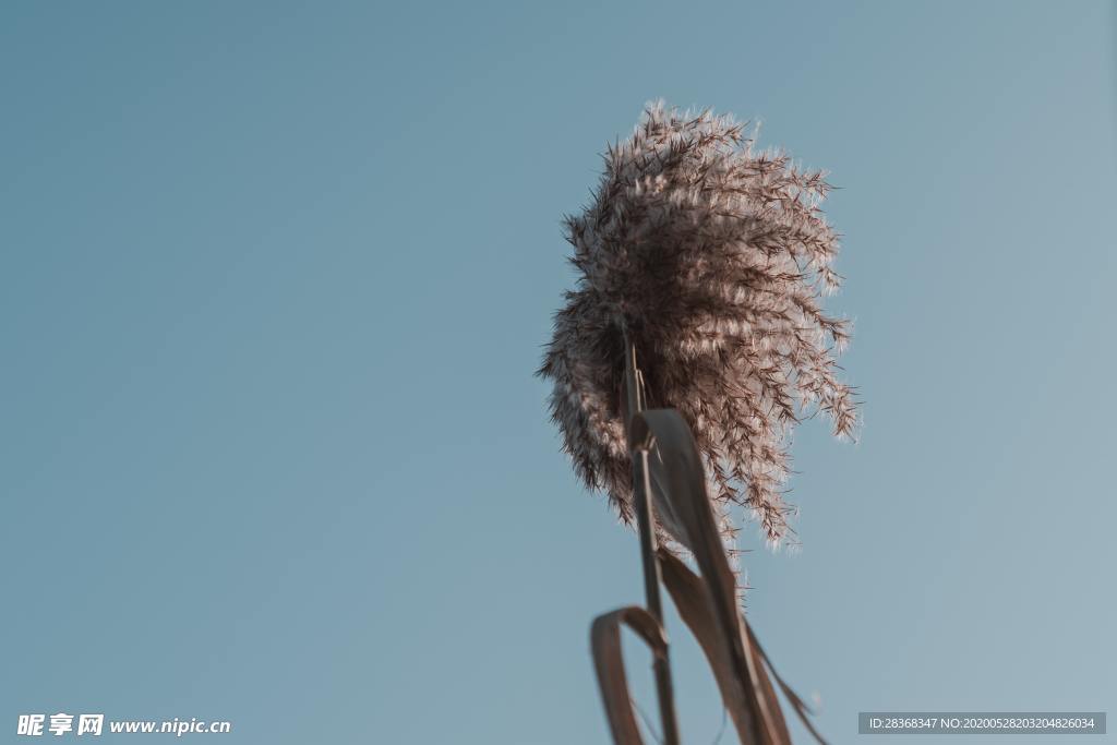 野草