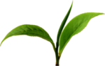 茶叶
