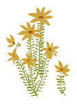 花