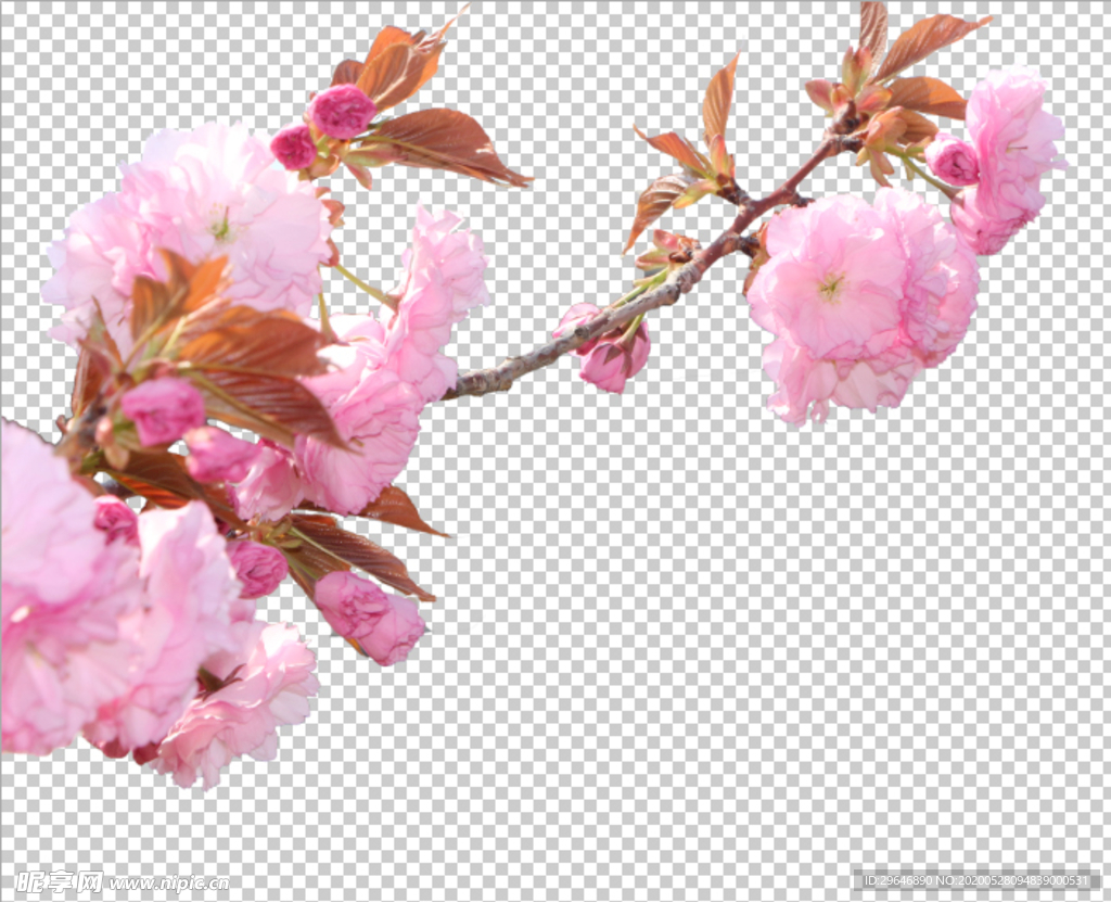 樱花