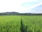 风景