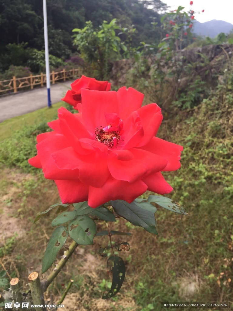 花