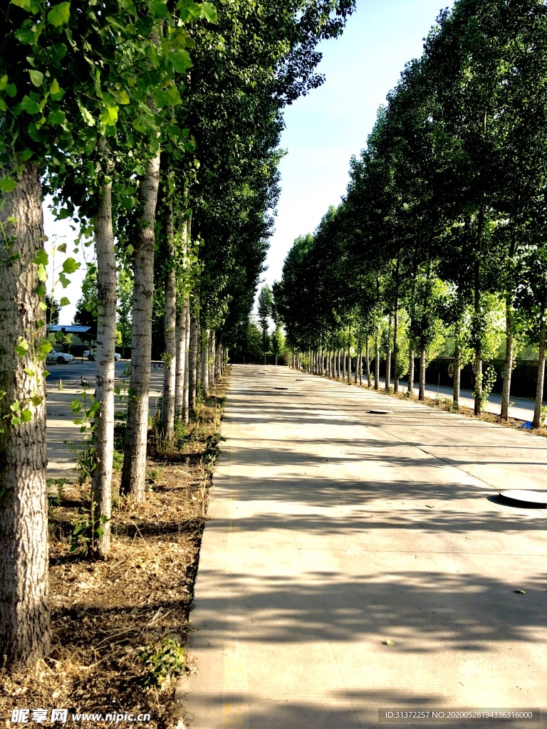 杨树道