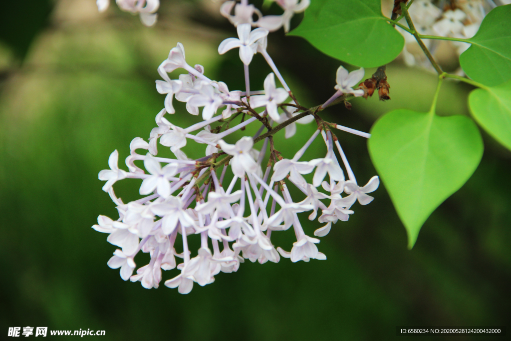 丁香花