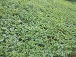 植物  绿植  绿叶