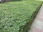 绿化带  树木 植物  绿植