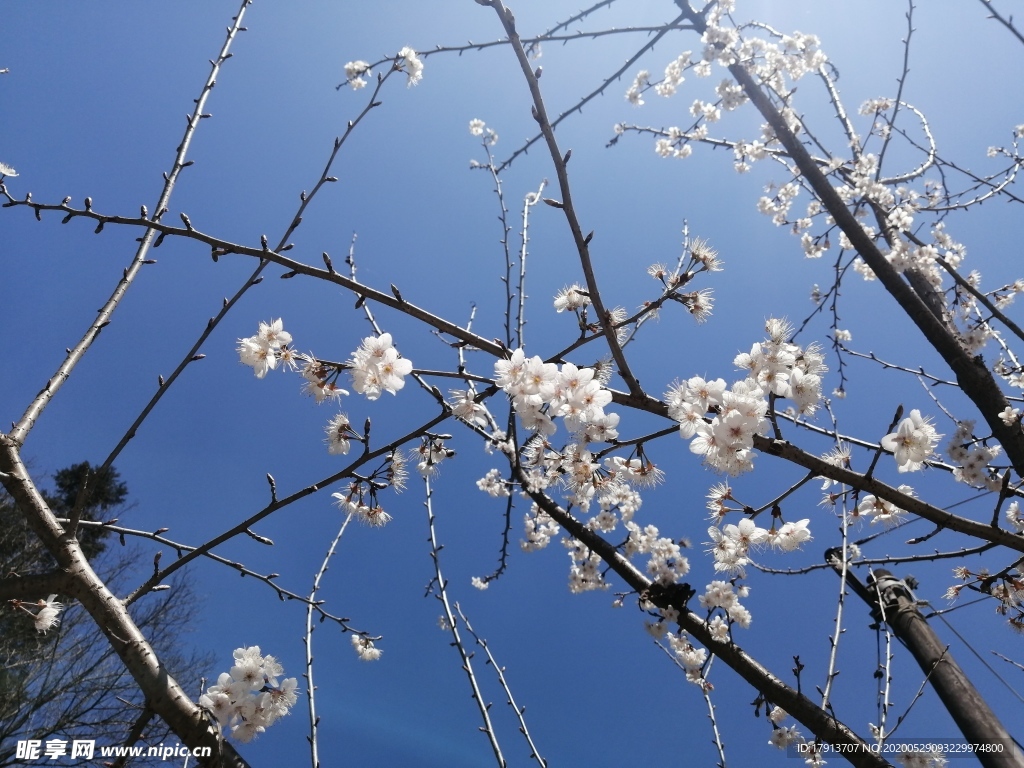 樱花