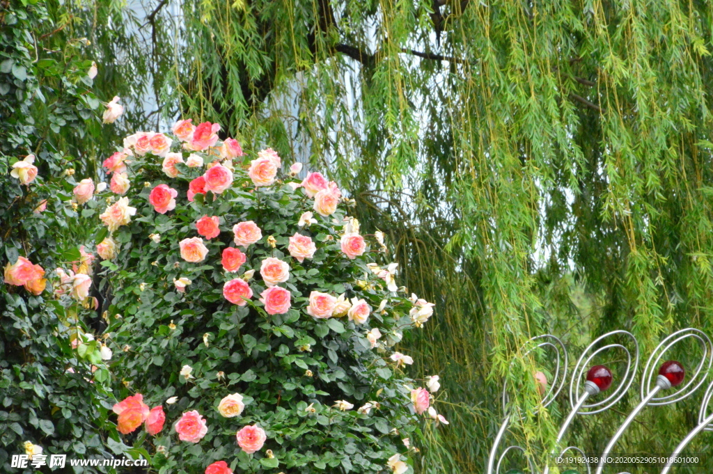 月季花