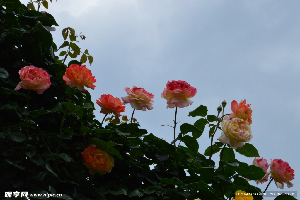 月季花