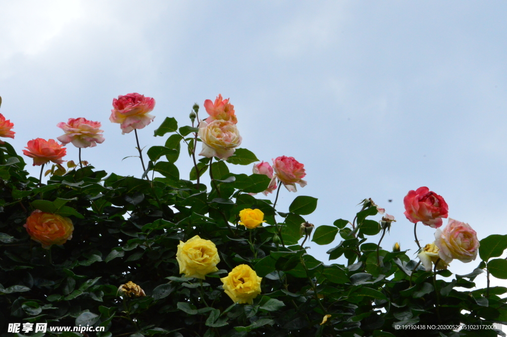 月季花