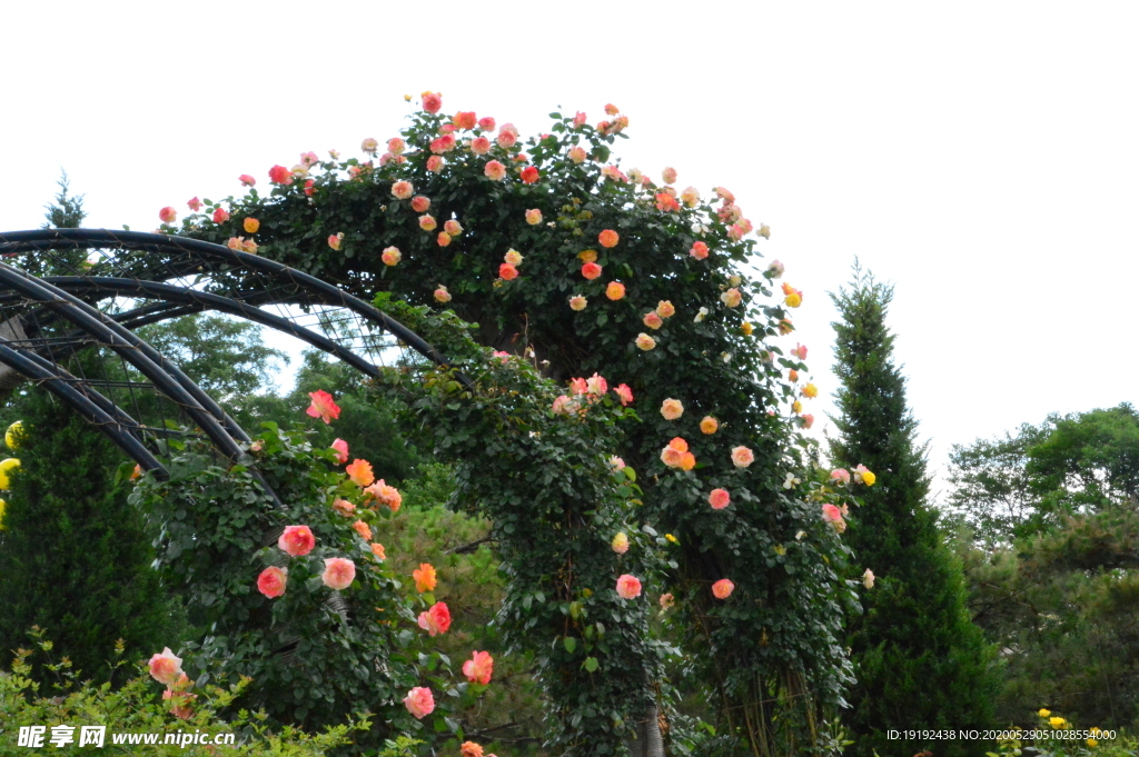 月季花