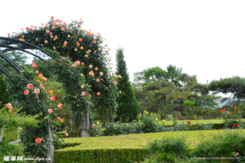 月季花