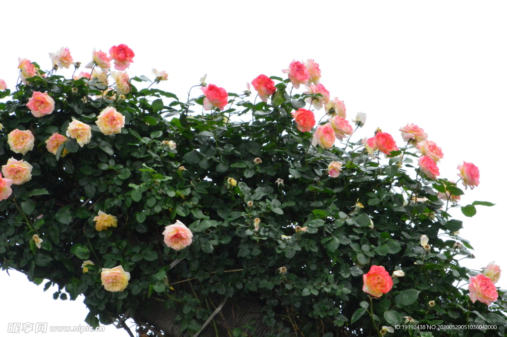 月季花