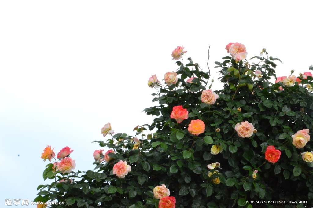 月季花