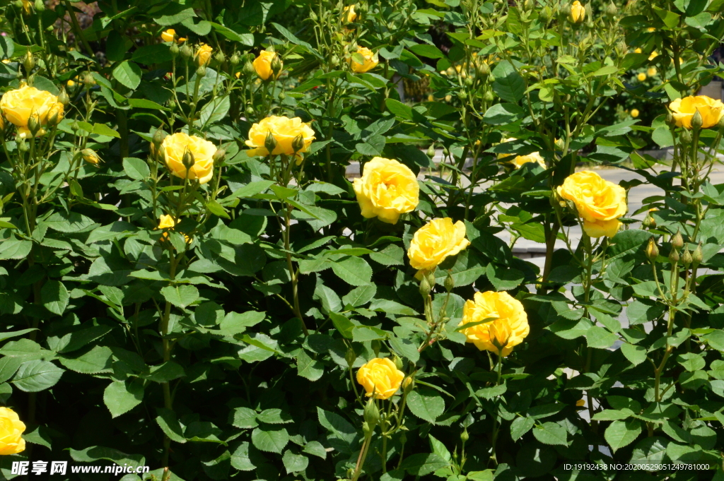 月季花