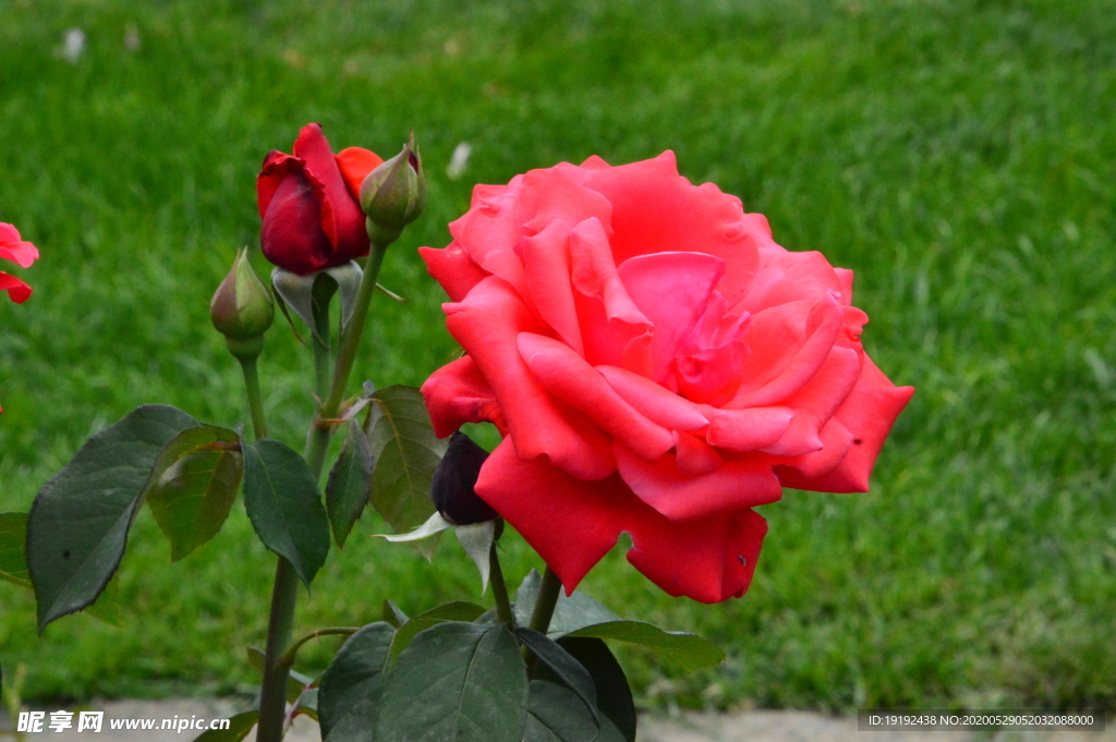 月季花