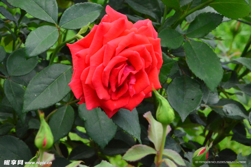 月季花