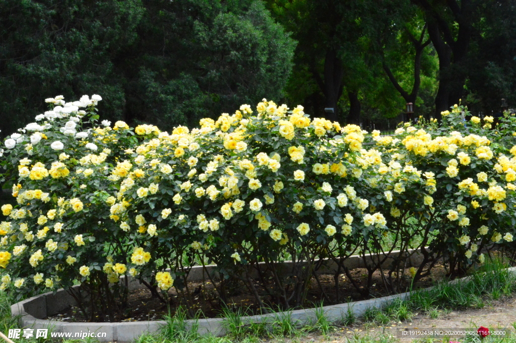 月季花