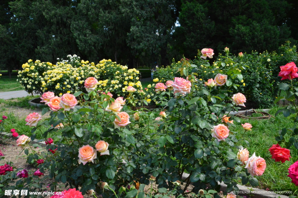 月季花