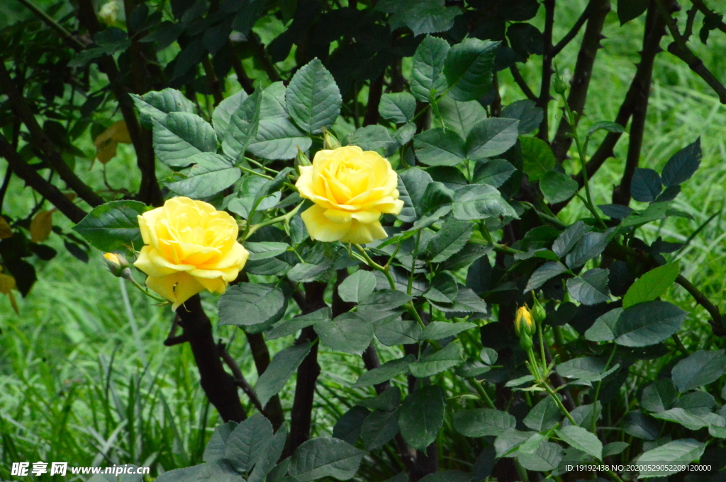 月季花