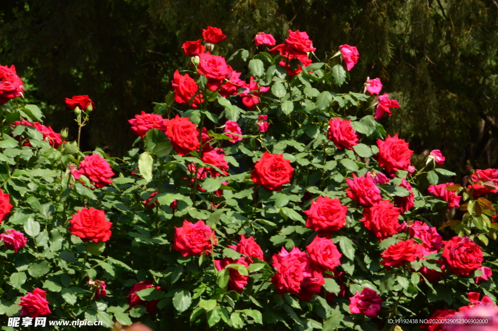 月季花