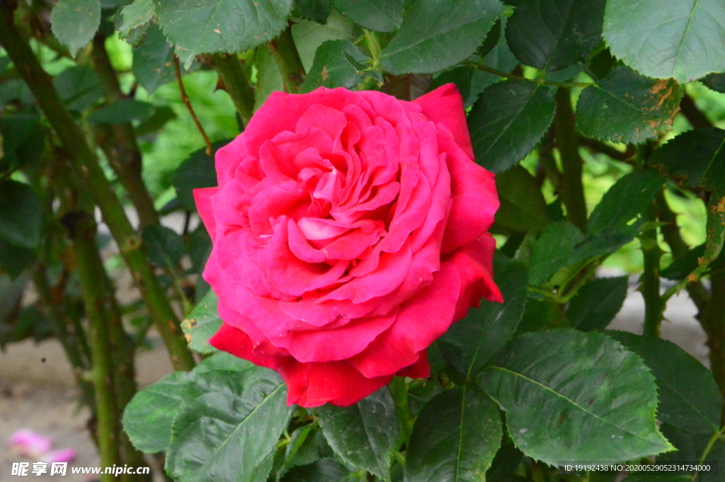 月季花