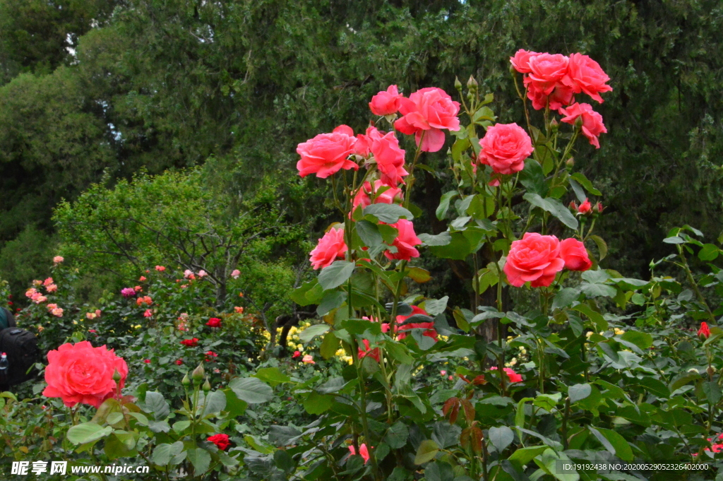 月季花