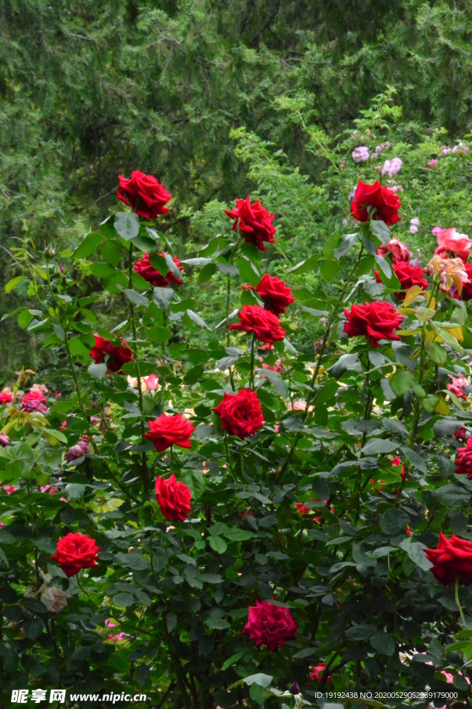 月季花