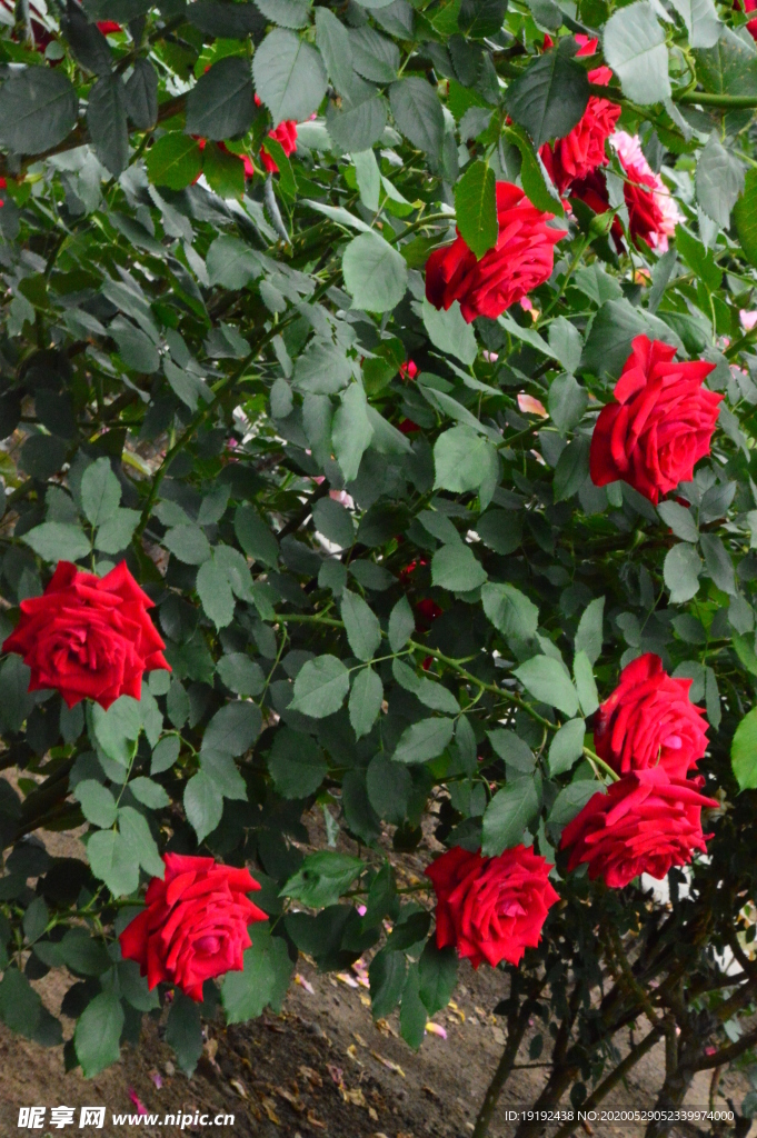 月季花