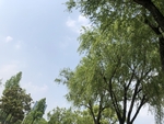 柳树