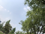 柳树